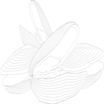 Clams (2) Clip Art