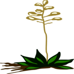 Agave Blooming Clip Art