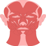 Musculature - Face Clip Art