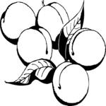 Apricots 1 Clip Art