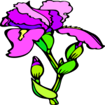 Iris 4 Clip Art