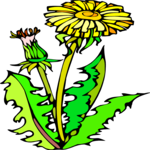 Dandelion 04 Clip Art