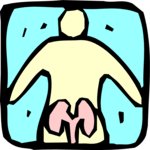 Kidneys Clip Art