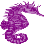 Seahorse 10 Clip Art