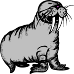 Walrus 14 Clip Art