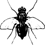 Fly 01 Clip Art