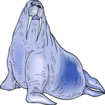 Walrus 12 Clip Art