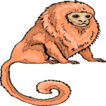 Marmoset 2 Clip Art