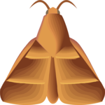 Moth 38 Clip Art