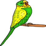 Budgie 1 Clip Art