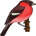 Finch 05 Clip Art