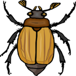 Beetle 19 Clip Art