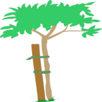 Tree Tied to Stake Clip Art