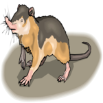 Muskrat 2 Clip Art