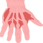 Musculature - Hand 1 Clip Art