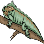 Iguana 6 Clip Art