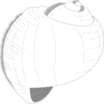 Sea Shell 03 Clip Art