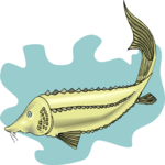 Sturgeon 3 Clip Art