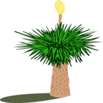 Yucca Palm 1 Clip Art