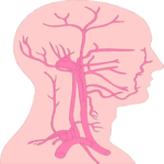 Vasculature - Head Clip Art