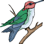 Hummingbird 10 Clip Art