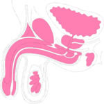 Reproductive - Male 2 Clip Art