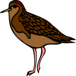 Sandpiper 1 Clip Art