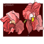 Cymbidium Clip Art