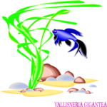 Vallisneria Gigantea Clip Art