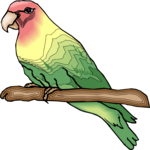 Peachfaced Lovebird Clip Art