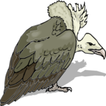 Vulture 4 Clip Art