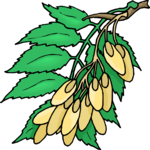 Plant 126 Clip Art