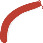 Millipede Clip Art