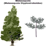 Metasequoia