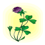 Flower 276 Clip Art