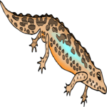 Salamander 2 Clip Art