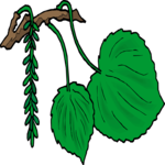 Plant 134 Clip Art