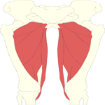 Musculature - Thigh 3 Clip Art