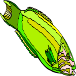 Parrot Wrasse Clip Art