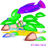 Anubias Nana Clip Art