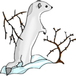 Ermine 2 Clip Art