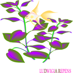 Ludwigia Repens Clip Art