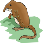 Shrew - Long-Nosed 1 Clip Art