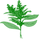 Plant 249 Clip Art