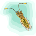 Cuttlefish Clip Art