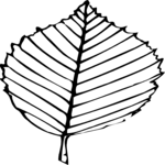 Leaf 025