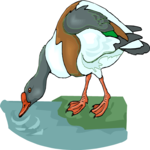 Duck 62 Clip Art