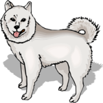 American Eskimo Clip Art