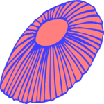Sea Shell 31 Clip Art