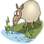 Sheep Drinking Clip Art